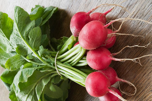 Фото і опис різних видів редьки