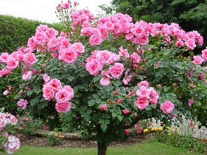 Плетисті троянди – догляд та садіння рослини