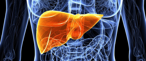 Лікування ожиріння печінки — поговоримо про жировому гепатозі