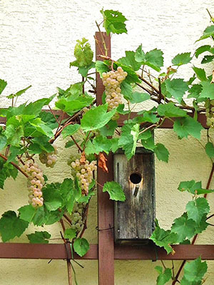 Фото і опис сортів винограду для посадки на дачній ділянці