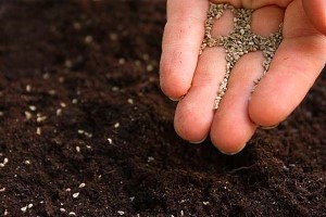 Як правильно вирощувати бегонію вечноцветущую