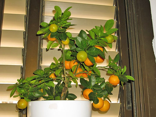 Кімнатний мандарин — яскраве уособлення гарного настрою в домі!