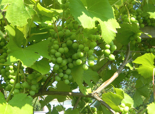 Як боротися з борошнистою росою на винограді