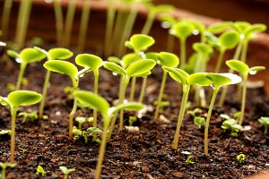 Добрива для розсади овочів — види та внесення рекомендації