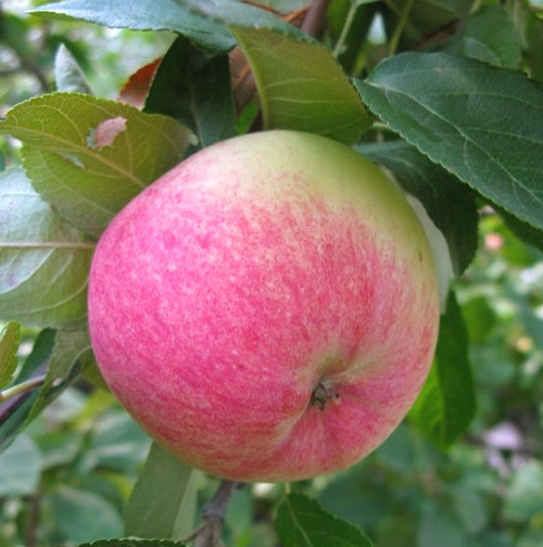 Обираємо найкращі сорти яблунь для Підмосковя