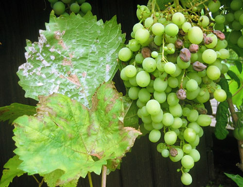 Чим обприскувати виноград від хвороб
