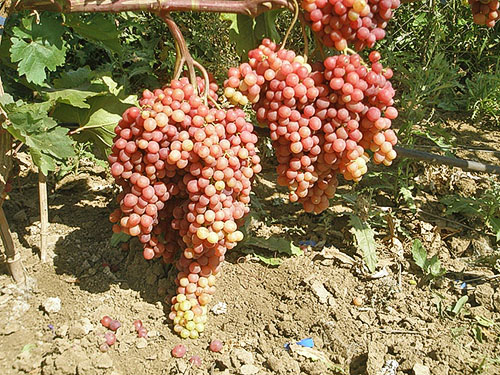Опис та фото сорти винограду Велес