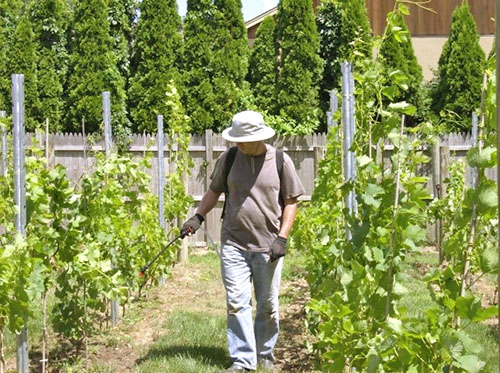 Правила вирощування винограду в середній смузі для новачків