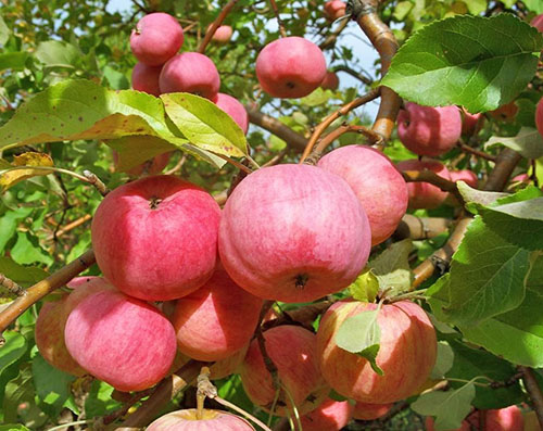 Фото і опис одного з найстаріших сортів яблуні Мельба
