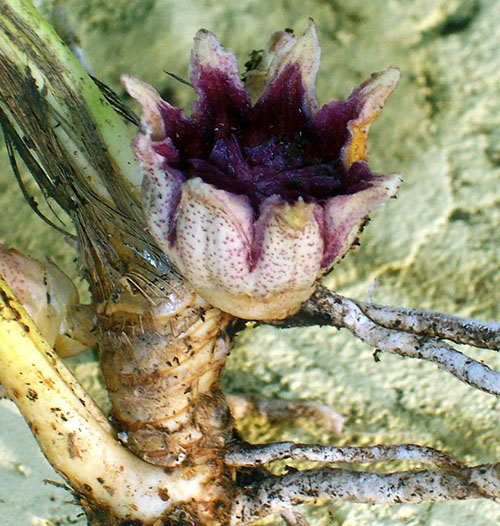 Непомітне диво — квітка аспідістри