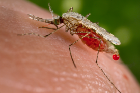 Захворюваність малярією підвищується із за вирубки лісів