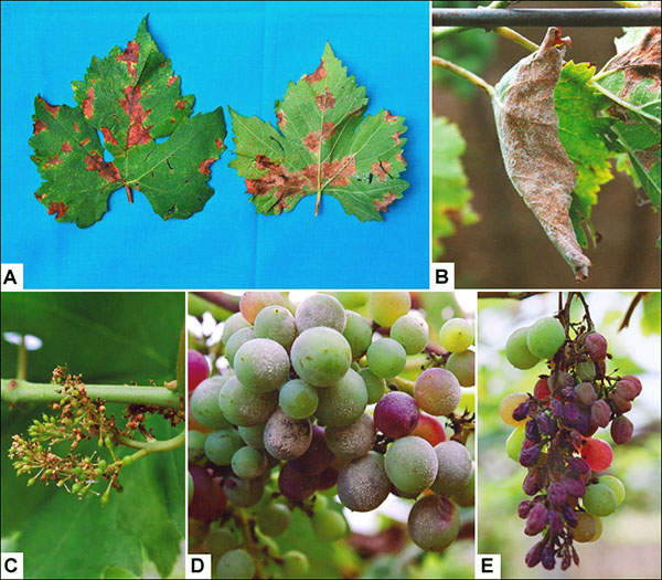 Чим лікувати хворобу листків винограду мілдью?