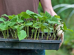 Касетні ємності для вирощування розсади овочевих та квіткових культур