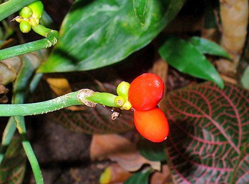 Рослина з багатобарвної листям — квітка аглаонема