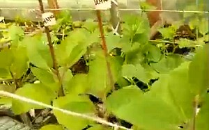 Формування з розсади баклажанів високородючих рослин — відео