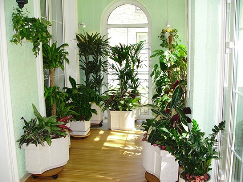 Яку роль відіграють кімнатні рослини в інтерєрі вашої квартири