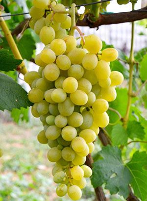 Сорти винограду ранніх строків зрілості