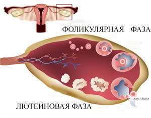 Як визначити період лютеїнової фази під час менструального циклу?