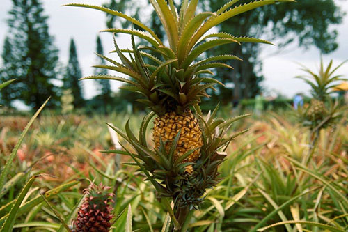 А ви хочете знати де росте ананас в природних умовах?