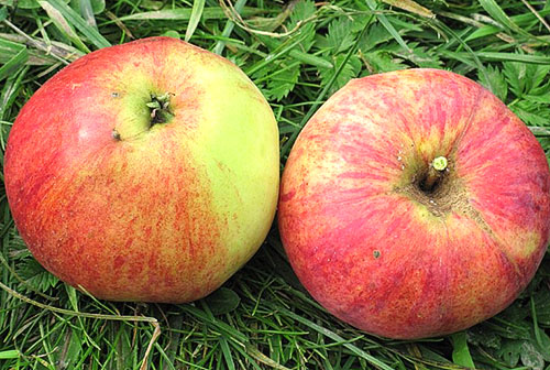 Сорти яблунь для Ленінградської області