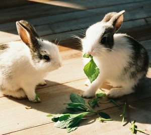 Правильне харчування для ваших кроликів