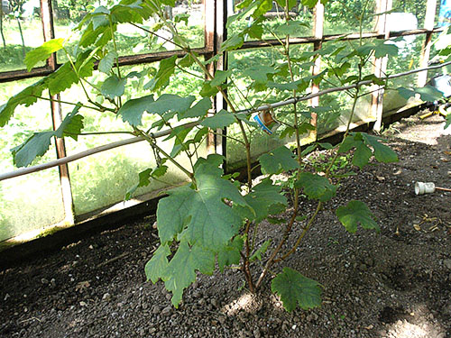 Як доглядати за виноградом з весни до осені