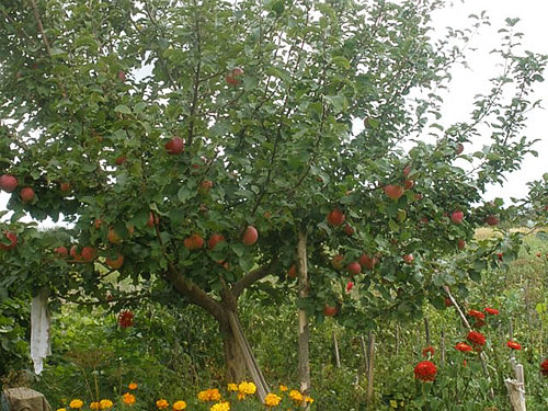 Давайте дізнаємося, як правильно посадити яблуню влітку