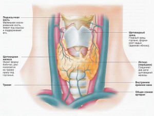 Хвороби щитовидної залози: лікування народними засобами