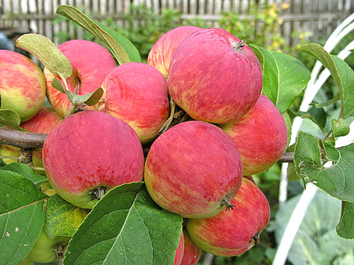 Опис та фото осінніх сортів дерев у яблуневому саду