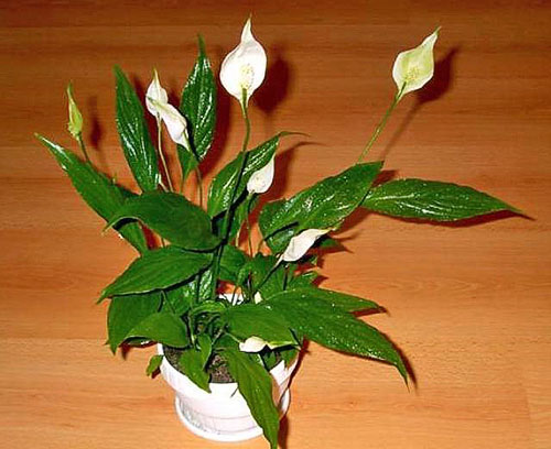 Правильний догляд за кімнатною рослиною спатіфіллум і можливі труднощі