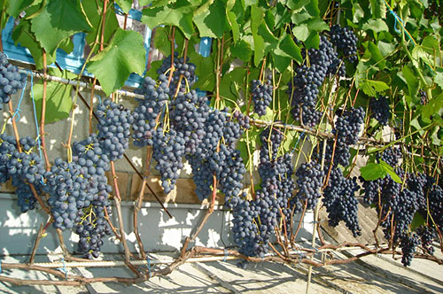 Шпалера для винограду на дачі своїми руками