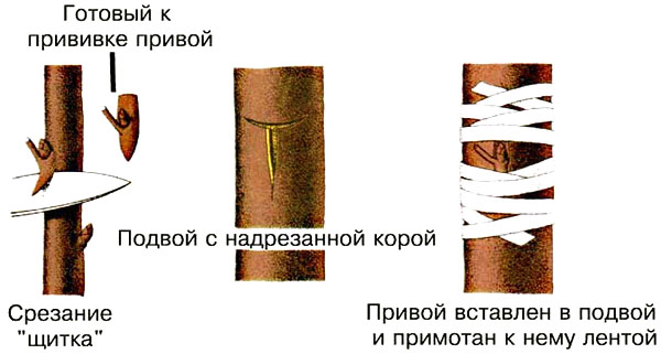 Догляд за мандарином в домашніх умовах