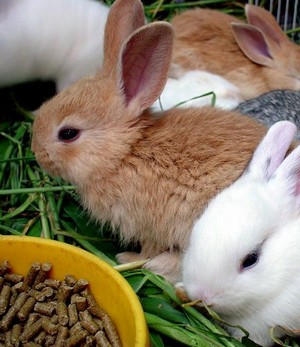 Правильне харчування для ваших кроликів