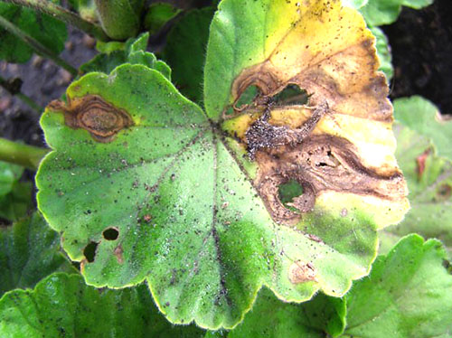 Що призводить до пожовтіння листя пеларгонії і як допомогти рослині?