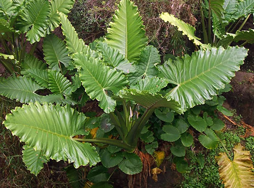 Цікава історія про унікальний рослині вологих тропіків алоказіі