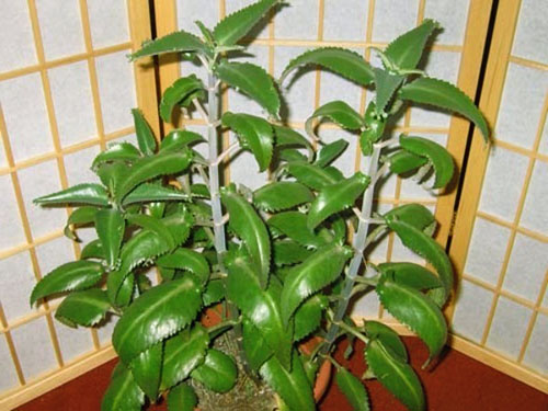 Фото лікувального каланхое і рекомендації по його застосуванню