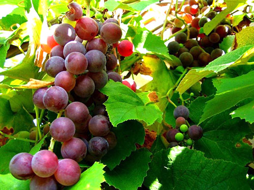 Все про виноград: види, сорти і шлях до досконалості