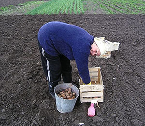 Технологія обробітку картоплі