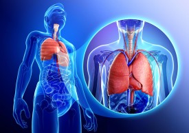 В легенях є клітини, повязані з імунною системою