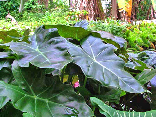 Цікава історія про унікальний рослині вологих тропіків алоказіі