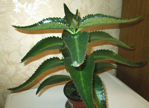 Фото лікувального каланхое і рекомендації по його застосуванню