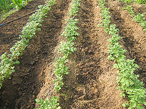 Вирощування картоплі з насіння — гарантія отримання якісного садивного матеріалу