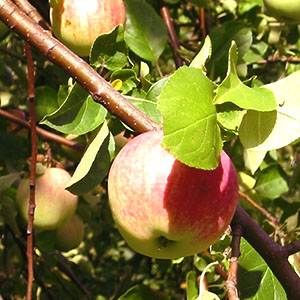 Хвороби яблунь на фото і способи їх лікування
