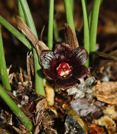 Непомітне диво — квітка аспідістри