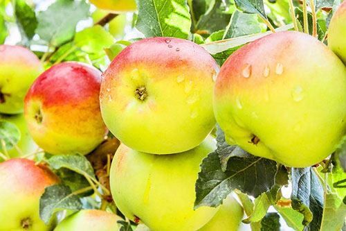 Фото карликових яблунь та особливості їх вирощування