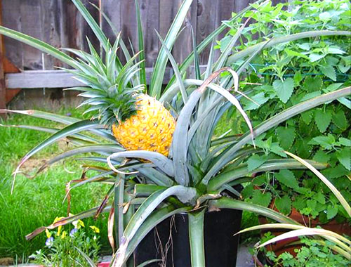 Як росте ананас на плантаціях, в теплиці, і в квартирі