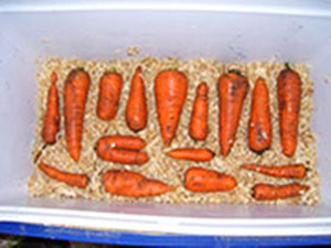 Як зберегти моркву