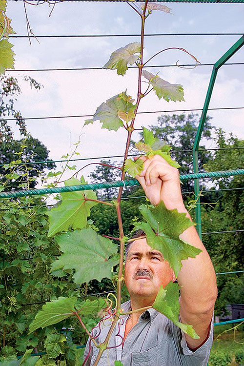 Вирощування і догляд за виноградом на присадибній ділянці