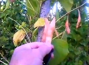 Відео поради по вирощуванню стручкової квасолі на присадибній ділянці