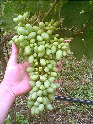 Як здійснювати літній догляд за виноградом, щоб отримати хороший урожай?